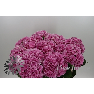 Hydrangea trendy