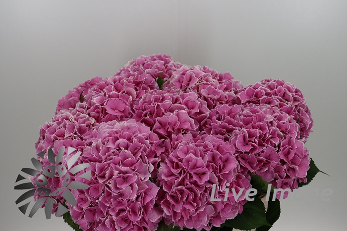 <h4>Hydrangea trendy</h4>