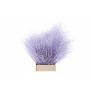 Dried Stypha Lavender(10 Toef) Bunch