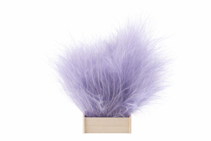 Dried Stypha Lavender(10 Toef) Bunch