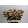 Limonium sinuatum Lucia Apricot+