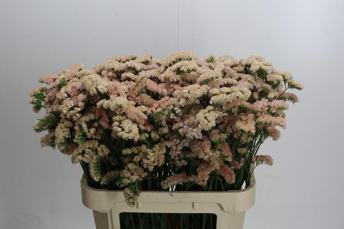 Limonium sinuatum Lucia Apricot