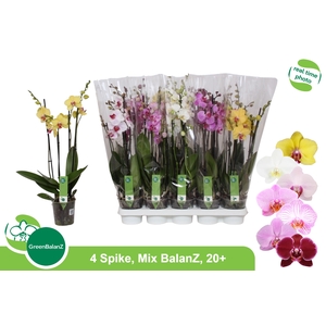 PHAL GEM
