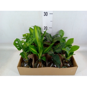 Planten  ..mix