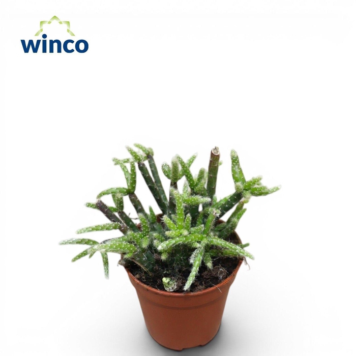<h4>RHIPSALIS PILOCARPA</h4>