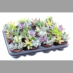 Succulents   ...