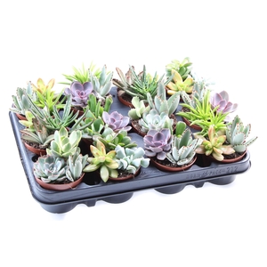 Succulents   ...