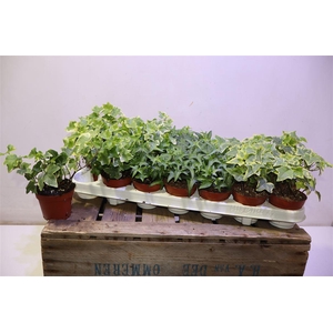 arr8 Hed He Gem 3 Srt