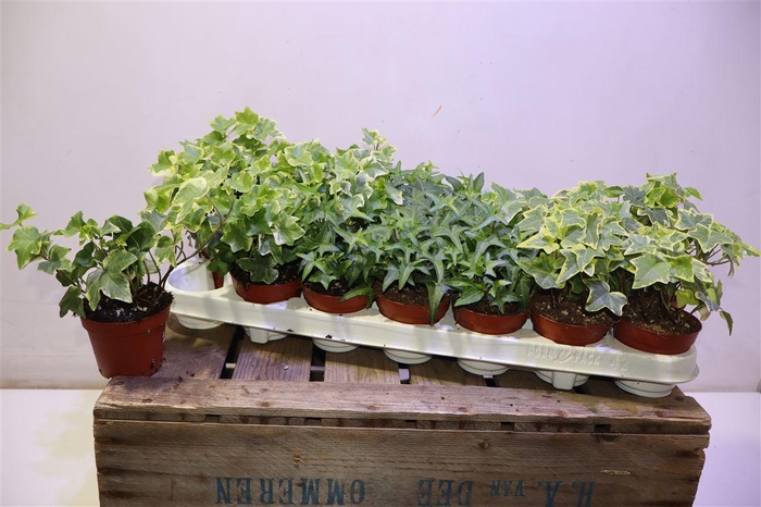 <h4>Hed He Gem 3 Srt</h4>