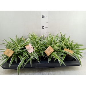 Chlorophytum com. 'Ocean'