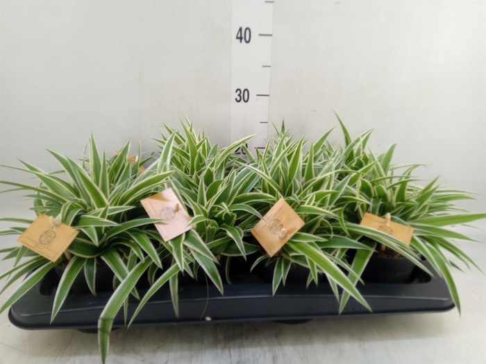 <h4>Chlorophytum com. 'Ocean'</h4>