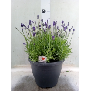 Lavandula angus. 'Dwarf Blue'