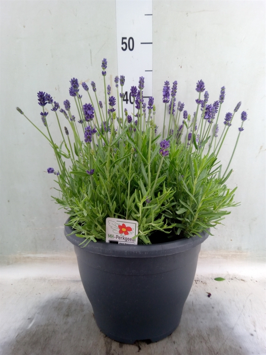 <h4>Lavandula angus. 'Dwarf Blue'</h4>