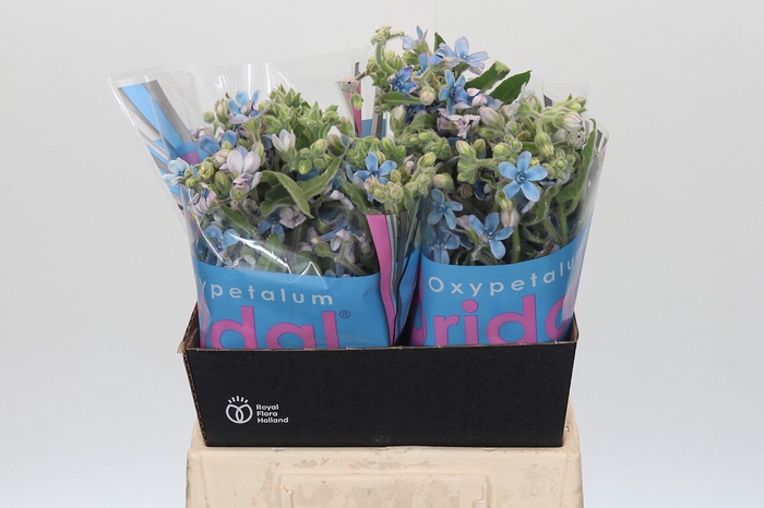 <h4>Oxypetalum Bridal Victoria</h4>