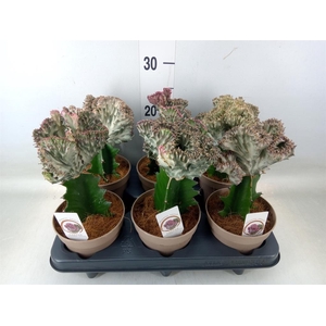 Euphorbia lactea 'Cristata'