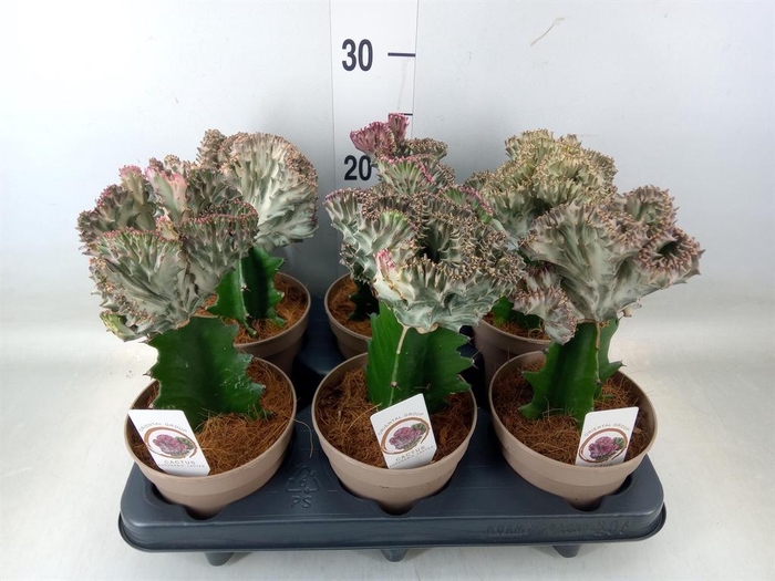 <h4>Euphorbia lactea 'Cristata'</h4>