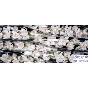 CYMB T MRS WHIT CRYS