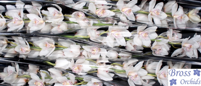 <h4>CYMB T MRS WHIT CRYS</h4>