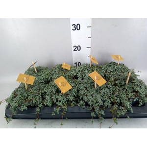 Pilea glaucophylla 'Greyzy'