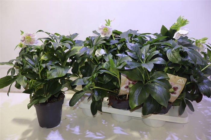 <h4>Hell Orientalis</h4>