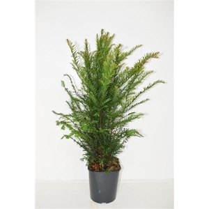 Taxus baccata 50-60 cm haag