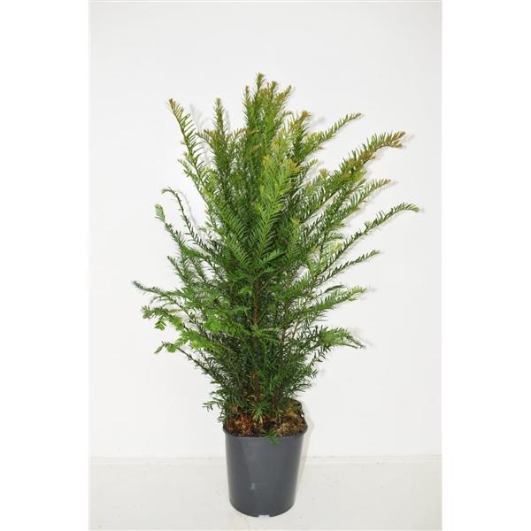 <h4>Taxus baccata 50-60 cm haag</h4>
