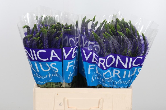 <h4>Veron Smart Navy</h4>