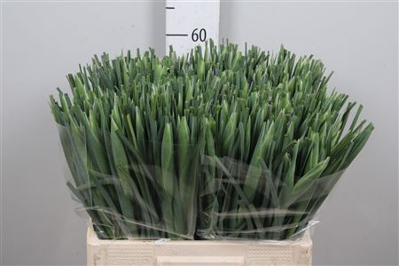 <h4>Iris New Magic</h4>