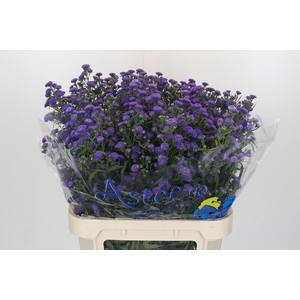 Aster Baby Parade
