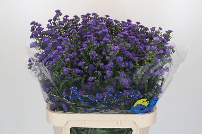 <h4>Aster Baby Parade</h4>