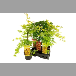 ACER PALMATUM