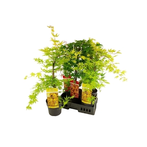 ACER PALMATUM