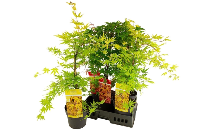 <h4>ACER PALMATUM</h4>