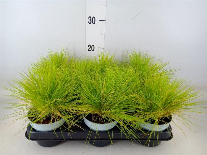 <h4>Festuca glauca 'Amigold'</h4>