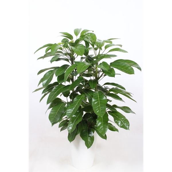 <h4>Schefflera actinophylla 'Amate' in Santorini "wit"</h4>