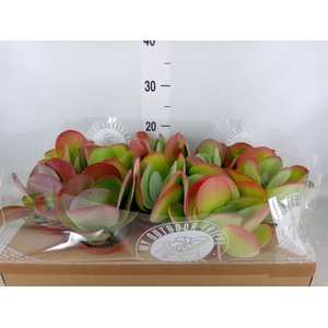 Kalanchoe NF thyrsiflora