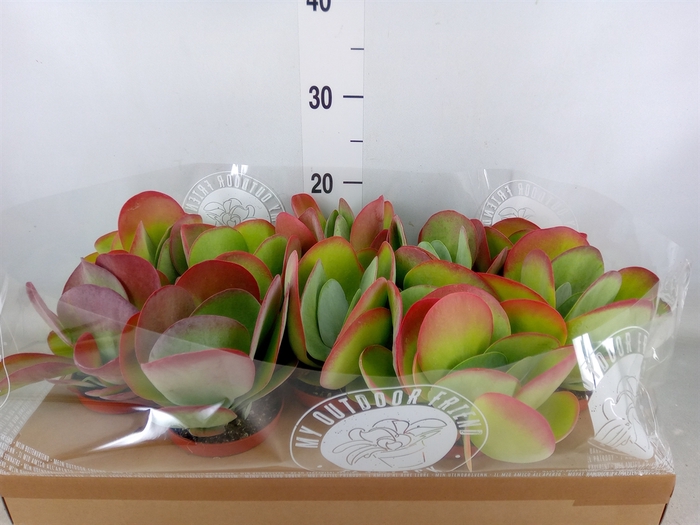 <h4>Kalanchoe NF thyrsiflora</h4>