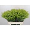 Solidago Tara Gold