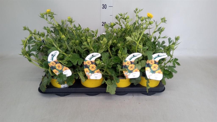 <h4>Geum chiloense 'Lady Stratheden'</h4>