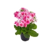 PRIMULA P14