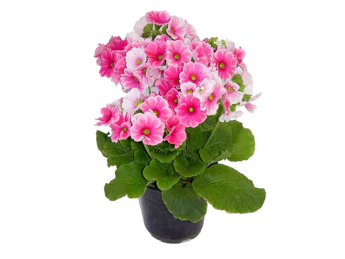 PRIMULA P14