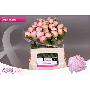 Paeonia Angel Cheeks | Heavy Quality