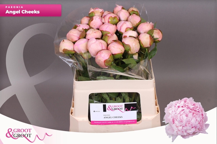 <h4>Paeonia Angel Cheeks | Heavy Quality</h4>