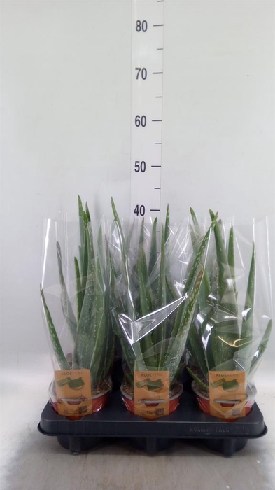 <h4>Aloe vera</h4>
