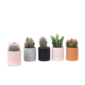 Cactus mix 8,5 cm in El Minya sierpot