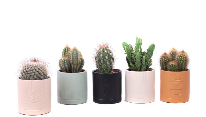 <h4>Cactus mix 8,5 cm in El Minya sierpot</h4>