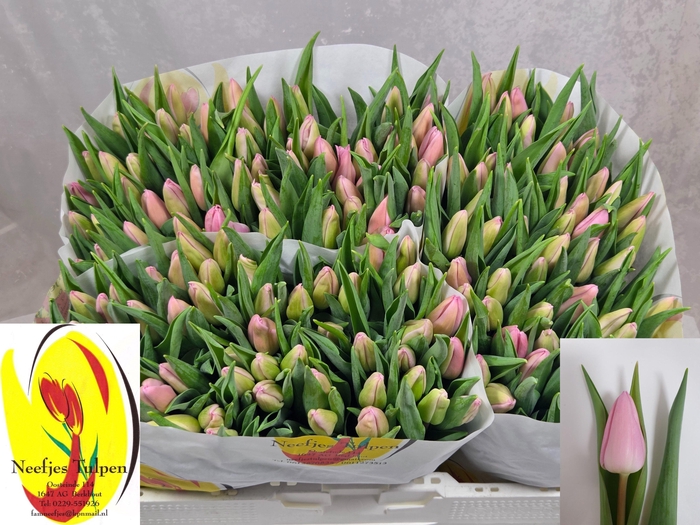 <h4>TU EN AAFKE</h4>