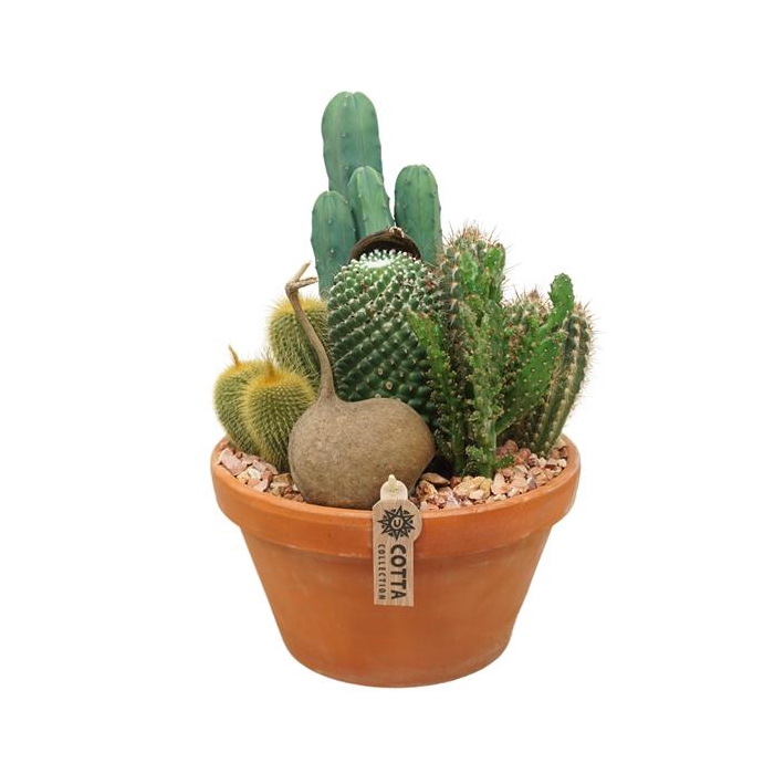 <h4>Cactus arrangement in 27 cm 'Terracotta Schaal'</h4>