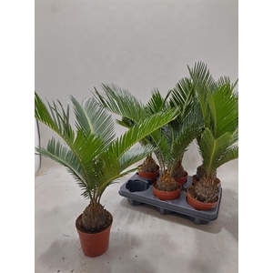 CYCAS REVOLUTA