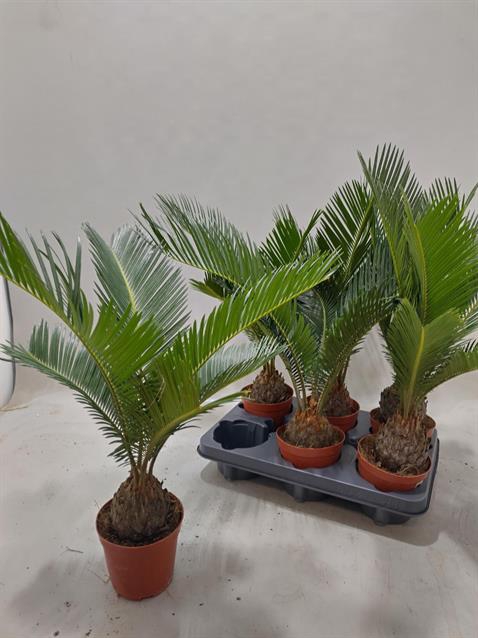 <h4>CYCAS REVOLUTA</h4>